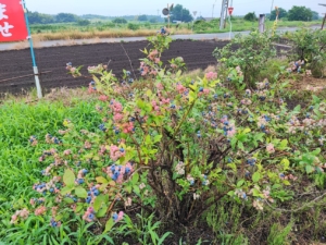 赤城ブルーベリー斎藤農園