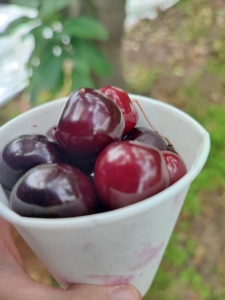 高橋園のさくらんぼ