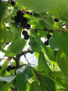 高橋園のさくらんぼ