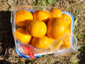 金沢みかん園のみかん狩り・お土産用