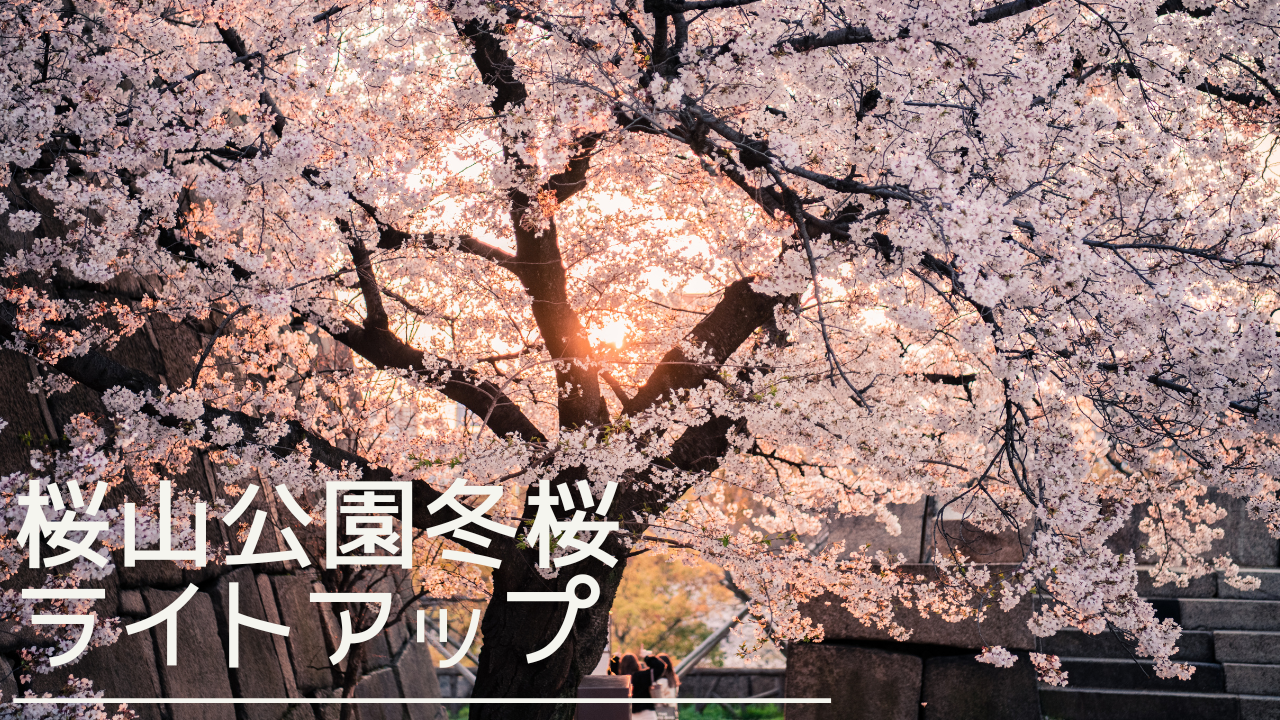 sakurayamakoenfuyuzakura-lightup-eyecatch