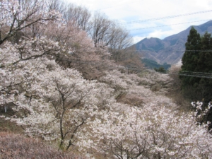 桜山公園の桜