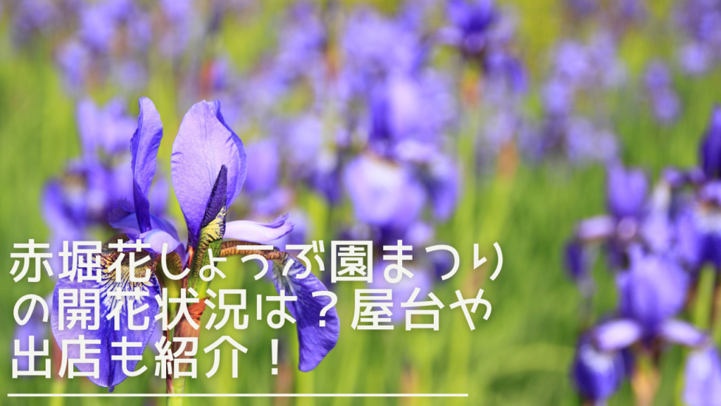 akahorihanashoubuenmatsuri-eyecatch