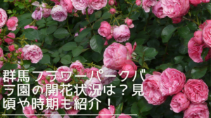 gunmaflowerpark-rose-eyecatch