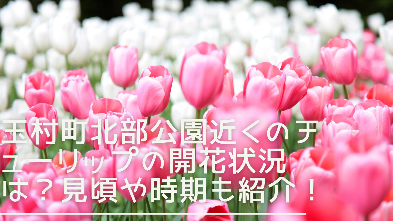 tamamurachoukitabekoen-churippu-eyecatch