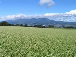 gyoukoutaminamichikusobabatake