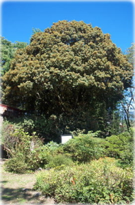 sobozima