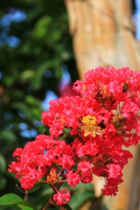 hananomachikuinzdori