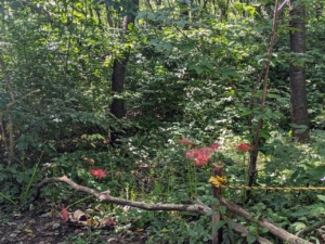 水沢山の彼岸花