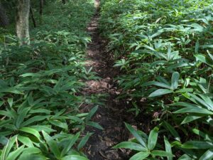掃部ヶ岳登山道