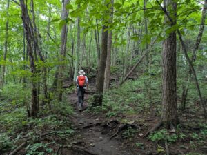 掃部ヶ岳の登山道
