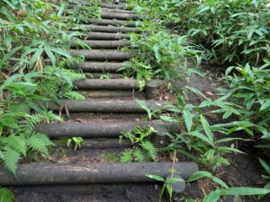 掃部ヶ岳の登山道