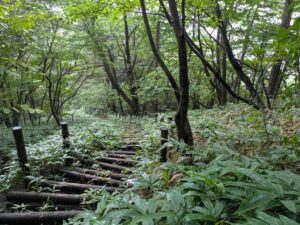 掃部ヶ岳の登山道