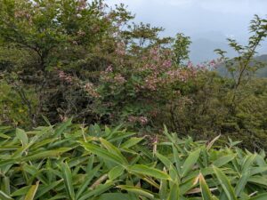 掃部ヶ岳の登山道