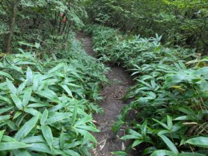 掃部ヶ岳の登山道