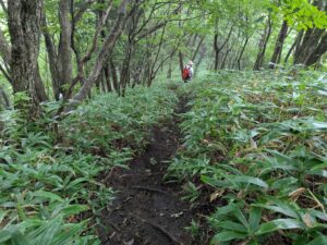 掃部ヶ岳の登山道