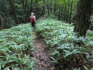 掃部ヶ岳の登山道