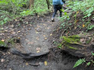 掃部ヶ岳の登山道