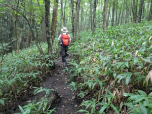 掃部ヶ岳の登山道