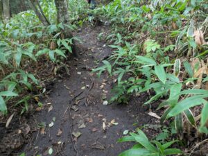 掃部ヶ岳の登山道