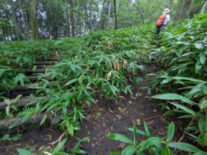 掃部ヶ岳の登山道