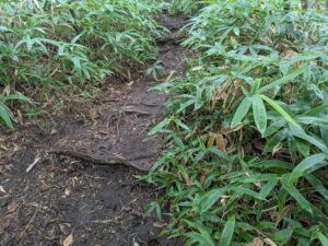 掃部ヶ岳の登山道