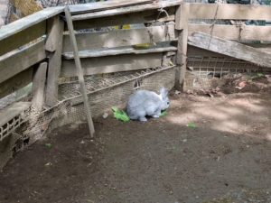 庚申山のミニ動物園