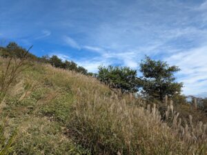 駒ヶ岳のすすき